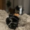 Images de profil de Laureen - Blooming Pets - Petsitting et garde d'animaux à domicile
