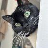 Images de profil de Laureen - Blooming Pets - Petsitting et garde d'animaux à domicile