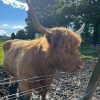 Images de profil de Laureen - Blooming Pets - Petsitting et garde d'animaux à domicile