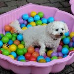 Ruby   Bichon à poil frisé Femelle - Garde d'animaux à domicile