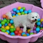 Ruby   Bichon à poil frisé Femelle - Garde d'animaux à domicile