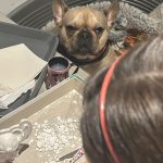 Vicky   Bouledogue Français Femelle - Garde d'animaux à domicile