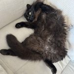 Zeus   Maine Coon Mâle stérilisé - Garde d'animaux à domicile