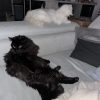 Images de profil de Aurore - Blooming Pets - Petsitting et garde d'animaux à domicile