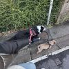 Images de profil de Aurore - Blooming Pets - Petsitting et garde d'animaux à domicile