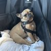 Images de profil de Aurore - Blooming Pets - Petsitting et garde d'animaux à domicile