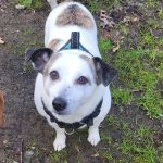 Sanda   Croisé Femelle - Garde d'animaux à domicile