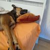 Images de profil de alexandre - Blooming Pets - Petsitting et garde d'animaux à domicile