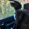 Images de profil de alexandre - Blooming Pets - Petsitting et garde d'animaux à domicile