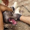 Images de profil de alexandre - Blooming Pets - Petsitting et garde d'animaux à domicile