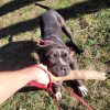 Images de profil de alexandre - Blooming Pets - Petsitting et garde d'animaux à domicile
