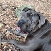 Images de profil de alexandre - Blooming Pets - Petsitting et garde d'animaux à domicile