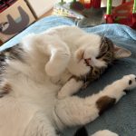 Lokie   European Shorthair (Européen) Femelle - Garde d'animaux à domicile
