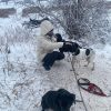 Images de profil de Laia - Blooming Pets - Petsitting et garde d'animaux à domicile