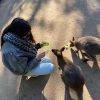 Images de profil de Laia - Blooming Pets - Petsitting et garde d'animaux à domicile