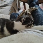 Aiko   Chat de gouttière (Commun) Mâle stérilisé - Garde d'animaux à domicile