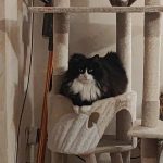 Poupette   Chat de gouttière (Commun) Femelle stérilisée - Garde d'animaux à domicile