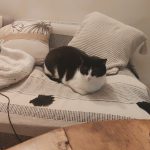 Pypou   Chat de gouttière (Commun) Mâle stérilisé - Garde d'animaux à domicile