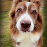 Heïko   Border Collie Mâle stérilisé - Garde d'animaux à domicile