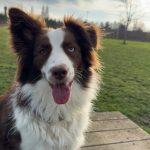 Naïa   Border Collie Femelle stérilisée - Garde d'animaux à domicile