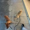 Images de profil de Anaïs - Blooming Pets - Petsitting et garde d'animaux à domicile