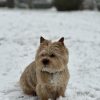 Images de profil de Anaïs - Blooming Pets - Petsitting et garde d'animaux à domicile