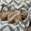 Images de profil de Anaïs - Blooming Pets - Petsitting et garde d'animaux à domicile