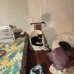 Noireaude Noireaude Croisé Femelle - Garde d'animaux à domicile