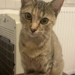 Aloë   Chat de gouttière (Commun) Femelle stérilisée - Garde d'animaux à domicile