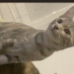 Bounty   Chat de gouttière (Commun) Mâle - Garde d'animaux à domicile