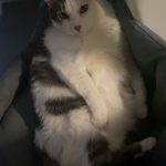 Fidji   Chat de gouttière (Commun) Mâle stérilisé - Garde d'animaux à domicile