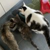 Images de profil de Joana - Blooming Pets - Petsitting et garde d'animaux à domicile