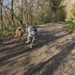 Image de profil de Mélanie - Blooming Pets - Petsitting et garde d'animaux à domicile