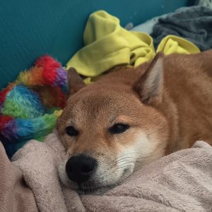 Images de profil de Anjali - Blooming Pets - Petsitting et garde d'animaux Ă domicile