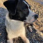 Zazou   Border Collie Femelle - Garde d'animaux à domicile