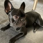 Belem   Bouledogue Français Mâle - Garde d'animaux à domicile