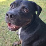 Chuck   American Staffordshire Terrier Mâle stérilisé - Garde d'animaux à domicile