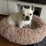 Hortense   Bouledogue Français Femelle - Garde d'animaux à domicile