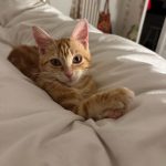 Canelle   Chat de gouttière (Commun) Femelle - Garde d'animaux à domicile