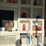 Tigrou   Chat de gouttière (Commun) Mâle - Garde d'animaux à domicile