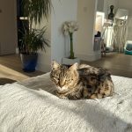 Chouchou   European Shorthair (Européen) Mâle - Garde d'animaux à domicile