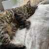 Images de profil de Diane - Blooming Pets - Petsitting et garde d'animaux à domicile