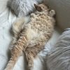 Images de profil de Diane - Blooming Pets - Petsitting et garde d'animaux à domicile