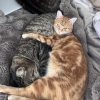 Images de profil de Diane - Blooming Pets - Petsitting et garde d'animaux à domicile