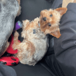 Nikos   Yorkshire Terrier Mâle stérilisé - Garde d'animaux à domicile