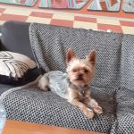 Tchoupi   Yorkshire Terrier Mâle stérilisé - Garde d'animaux à domicile