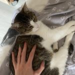 Cléo   Chat de gouttière (Commun) Femelle - Garde d'animaux à domicile