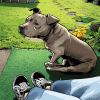 Images de profil de Maude - Blooming Pets - Petsitting et garde d'animaux à domicile