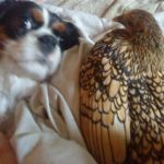Image de profil de sandrine - Blooming Pets - Petsitting et garde d'animaux à domicile