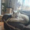Images de profil de sandrine - Blooming Pets - Petsitting et garde d'animaux à domicile